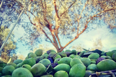 oliwki leżące na ziemi zaraz po zbiorach ukazujące oliwę prosto od greckiego plantatora