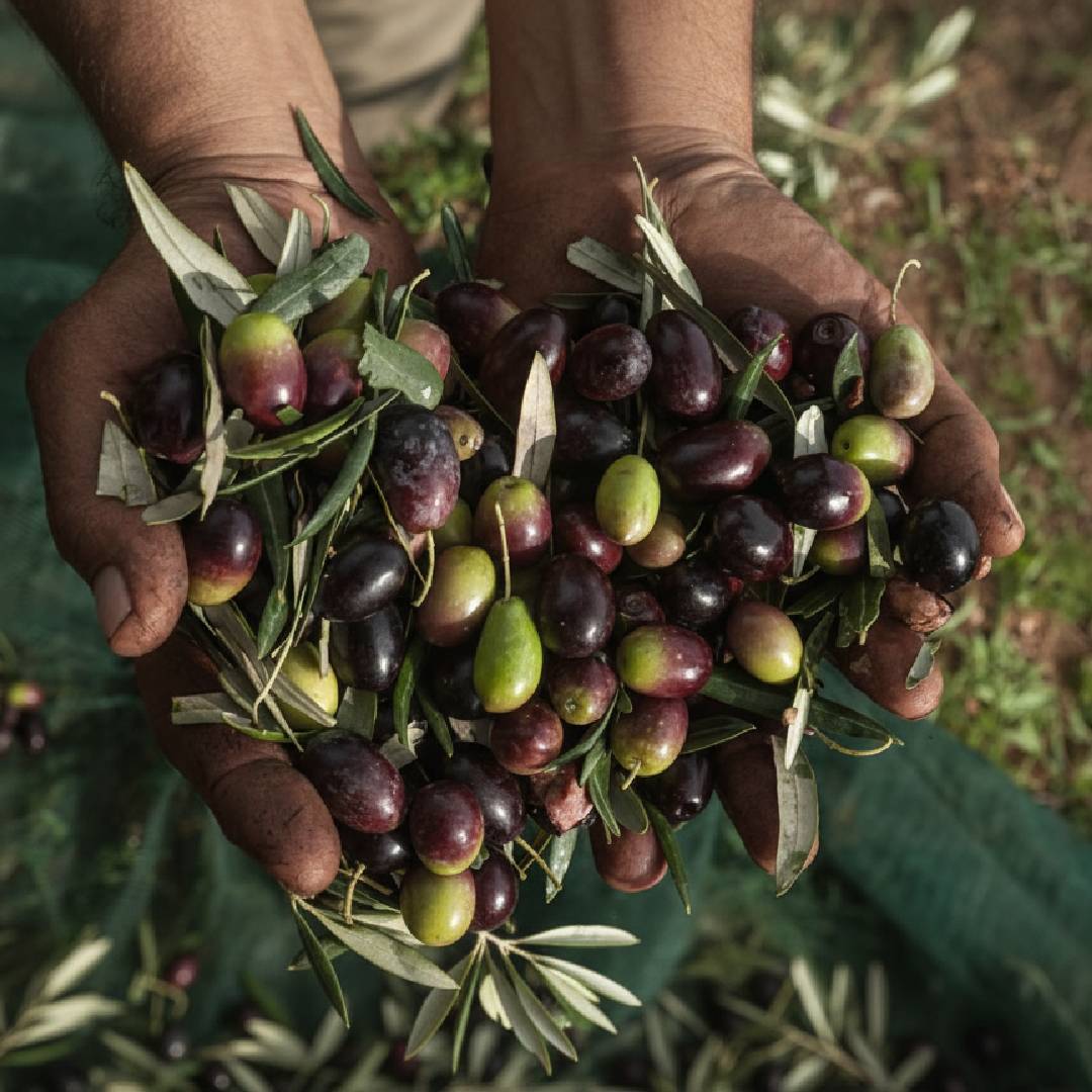 Adopcja Drzewa Oliwnego 7 ręce plantatora pełne oliwek Rozległy, słoneczny gaj oliwny z wiekowymi drzewami w Grecji, ilustrujące usługę Adopcja Drzewa Oliwnego