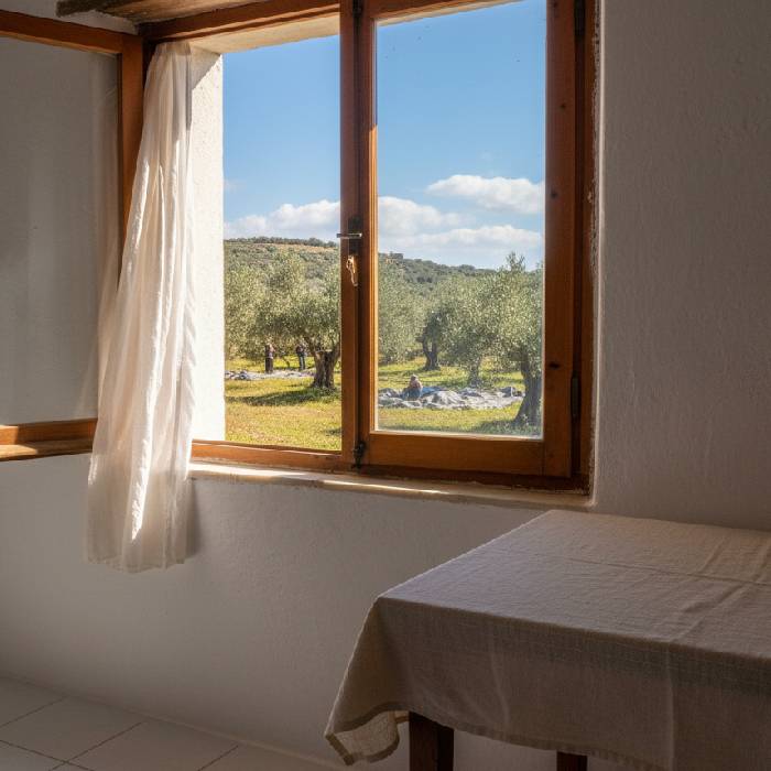 widok z okna na gęsto posadzony gaj oliwny w Grecji, gdzie rodzą się prawdziwe historie i najlepsza oliwa extra virgin