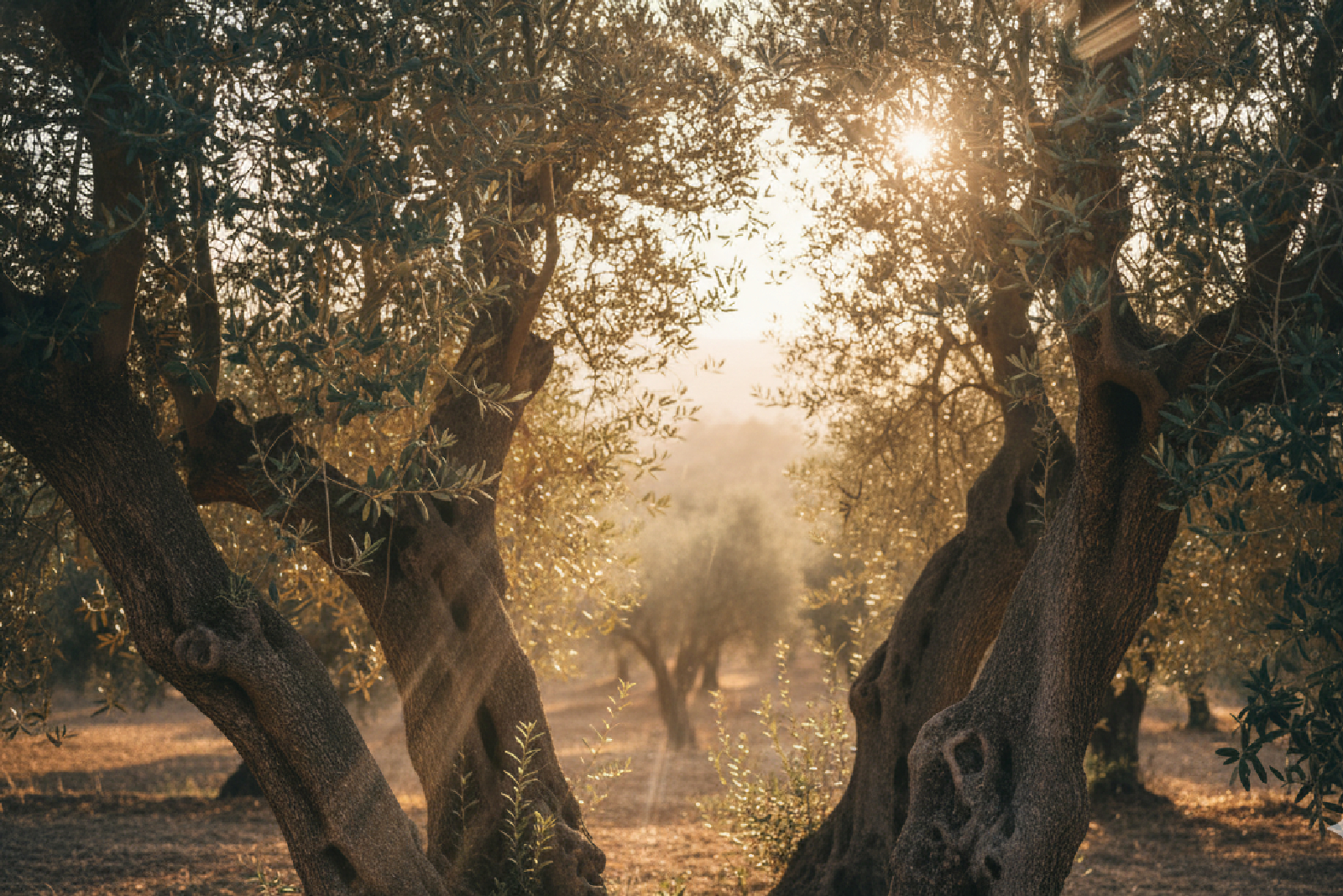 Adopcja Drzewa Oliwnego 1 adopcja1