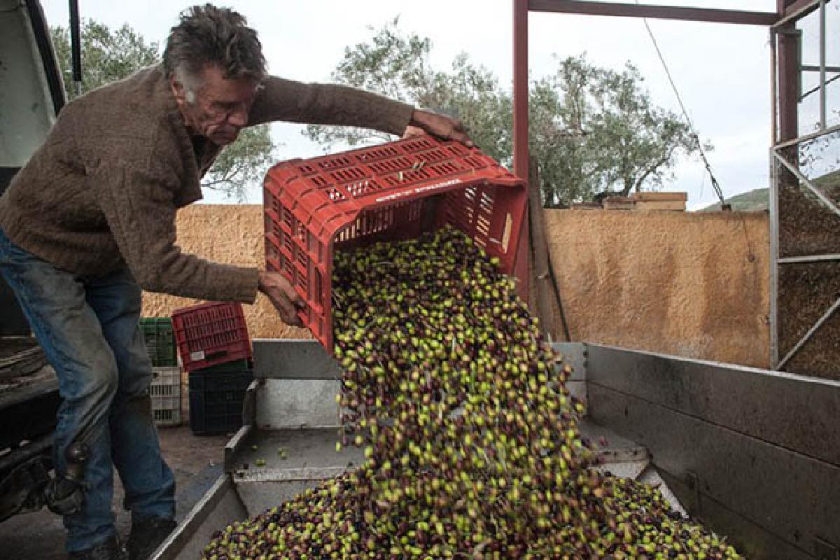pracownik podczas zbiorów greckim gaju, skąd pochodzi nasza Oliwa Extra Virgin.
