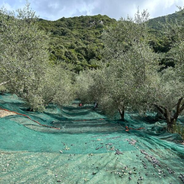belia oil - oliwa oliwa extra virgin kalamata