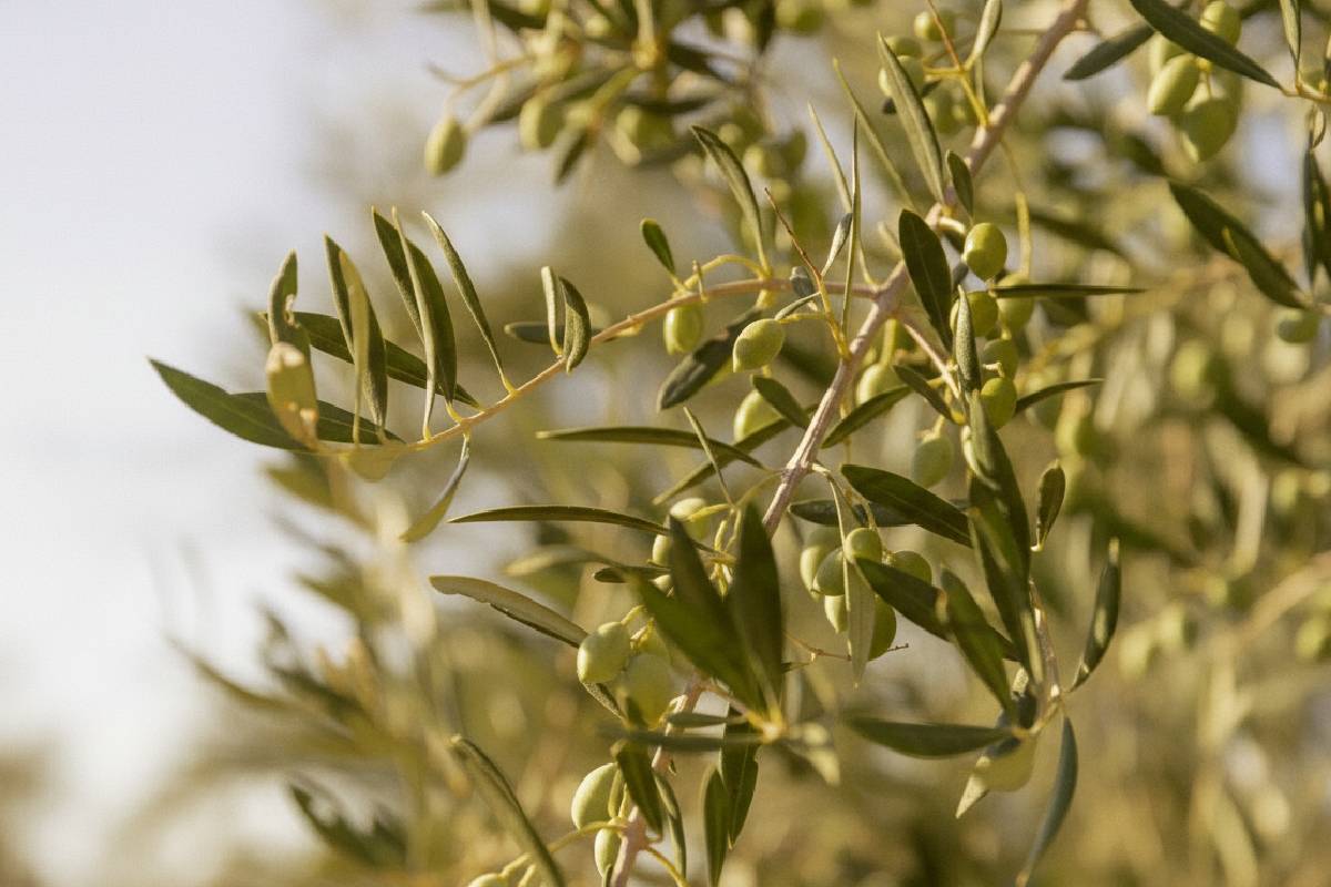 Adopcja Drzewa Oliwnego 3 oliwki3