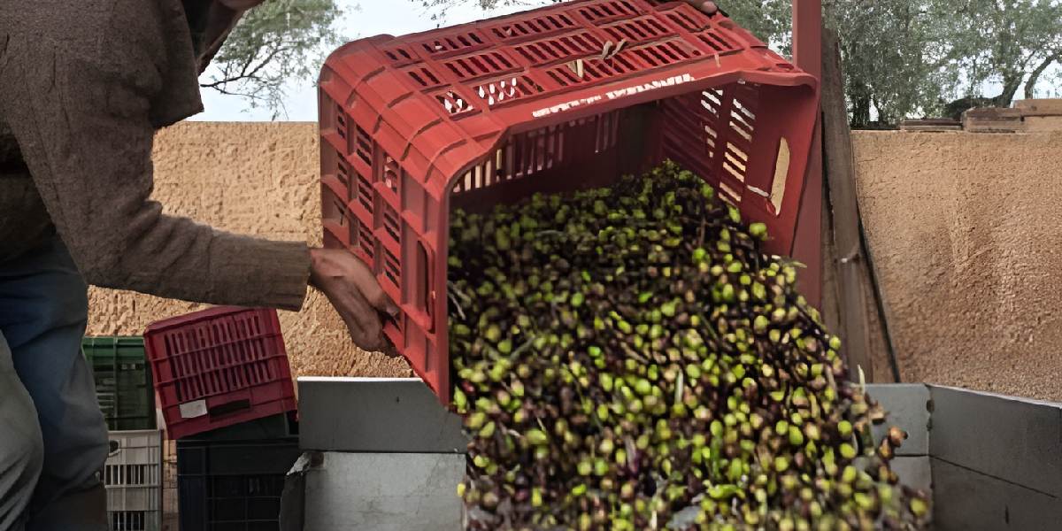 Oliwki Kalamata (Kalamon) to odrębna odmiana oliwek -Poradnik 2026