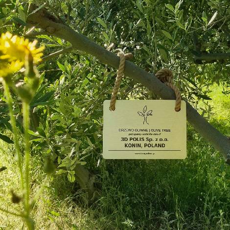 Strona główna 28 adopcja drzewa oliwnego, oliwa extra virgin z grecji